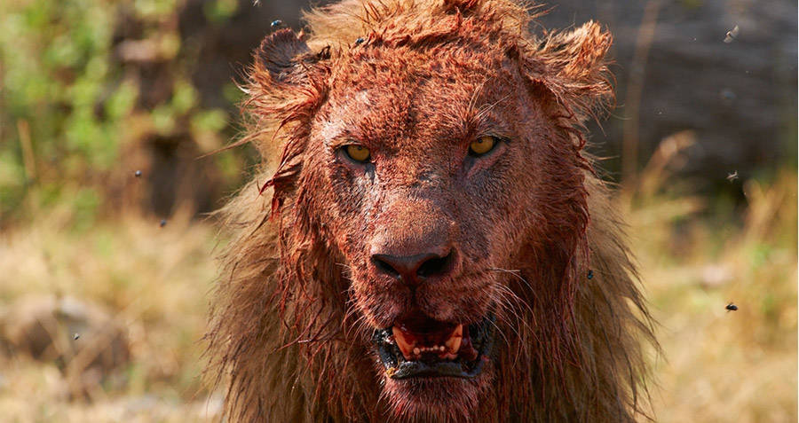 Bloody Lion