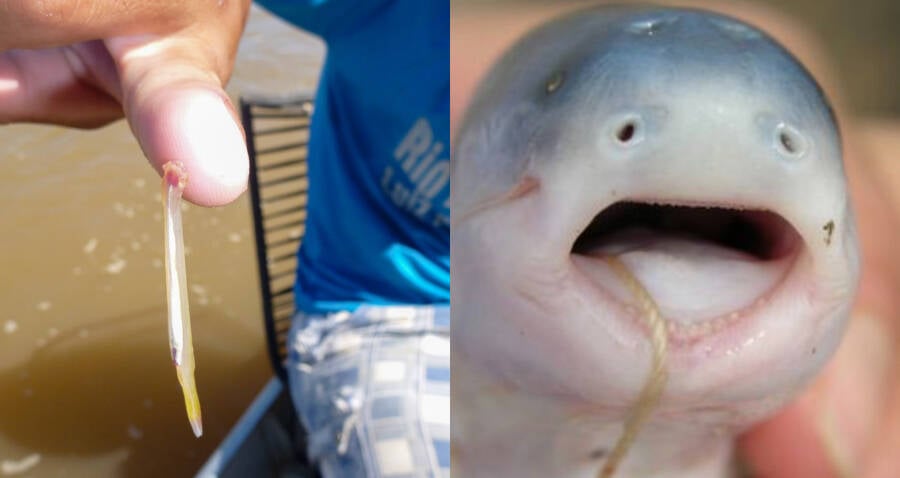 Candiru: The Amazonian Fish That Can Swim Up Your Urethra