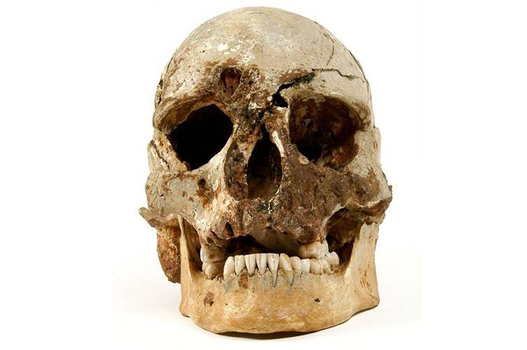 Cheddar Man Skull