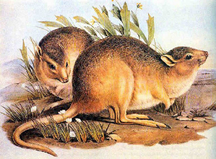 35 Extinct Animals That Should Be Cloned Back Into Existence