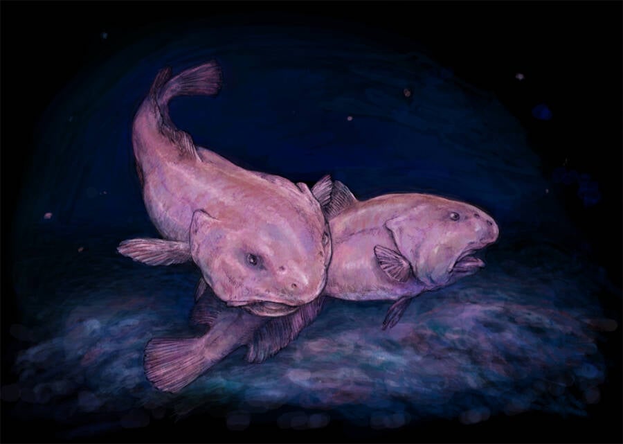 Drawing Of Two Blobfish