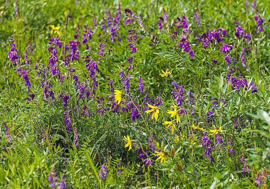 Hedysarum Alpinum