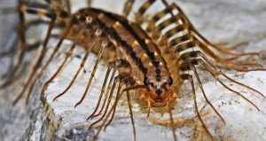 House Centipede