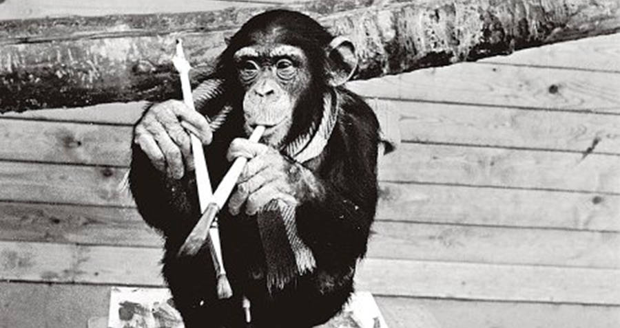 Pierre Brassau Aka Peter The Chimp