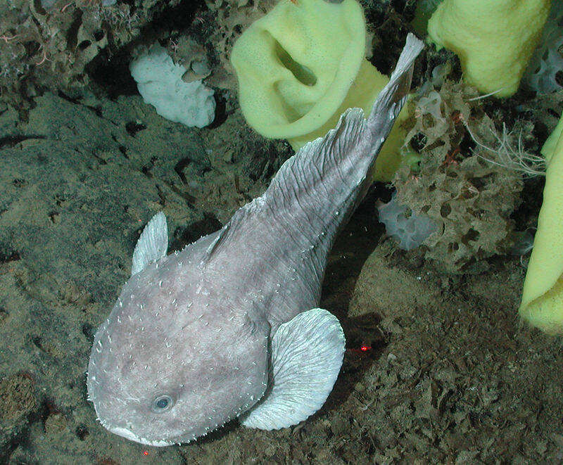 The blob fish was once thought to be the worlds ugliest fish, but  researchers recently found the fish in its natural habitat and looks quite  different : r/Damnthatsinteresting