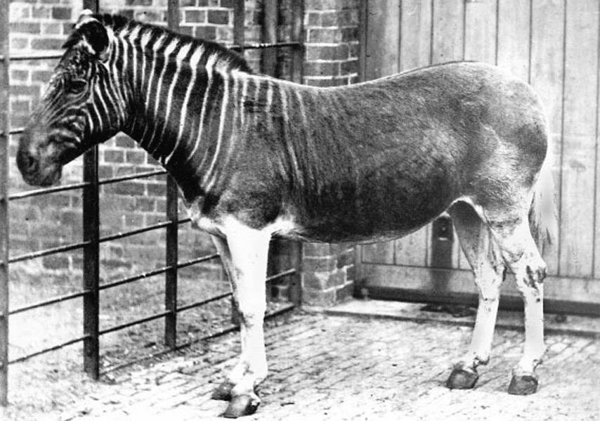 Quagga Extinct Animals