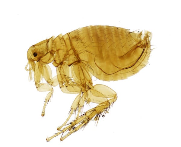 Rat Flea