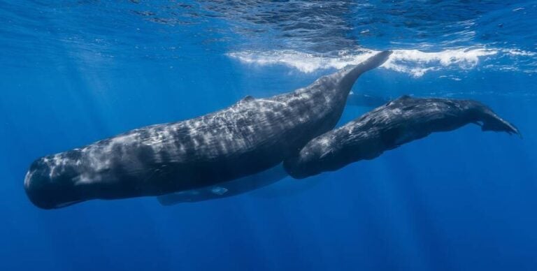 Ambergris, The 'Whale Vomit' That's More Valuable Than Gold