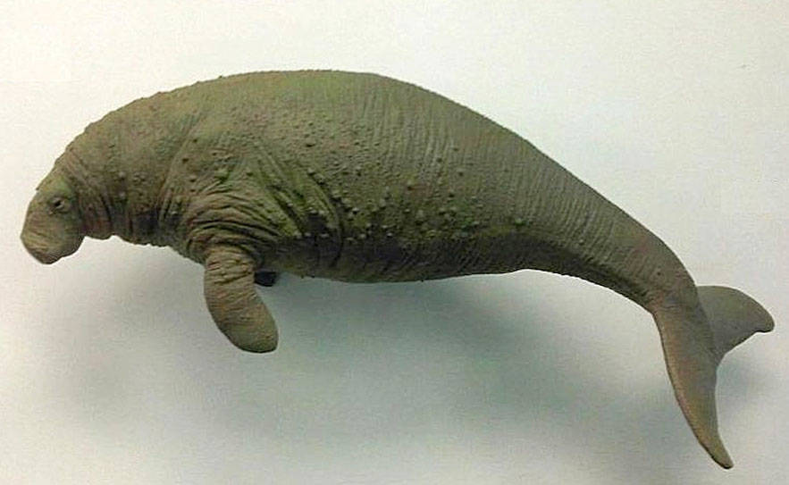 Stellers Sea Cow Extinct Animals