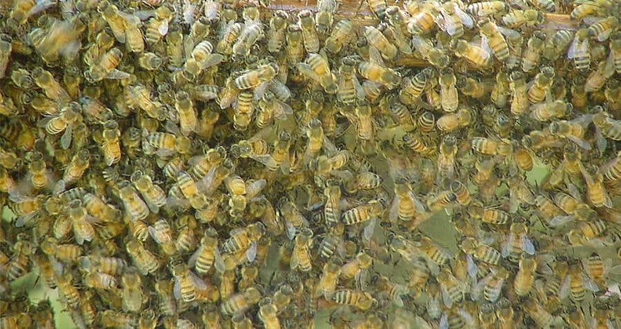 Swarm Of Wasps