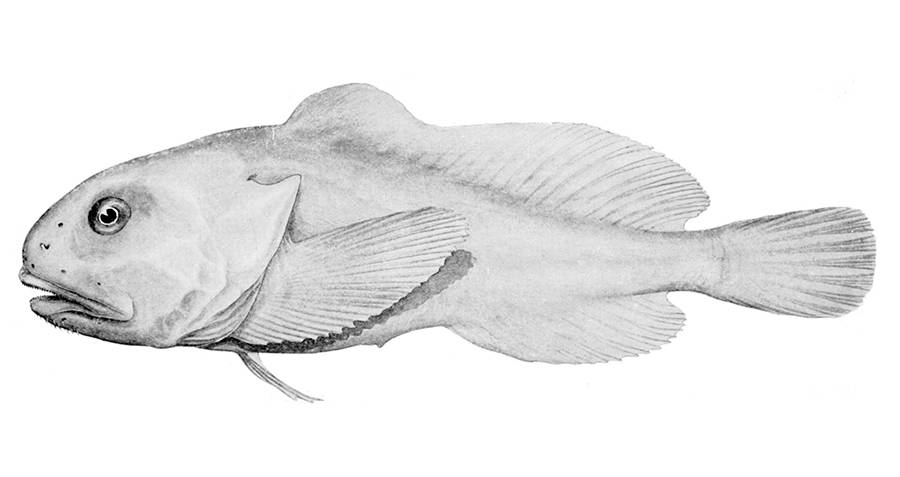 Illustration Of The Blobfish