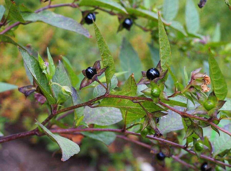 can deadly nightshade kill a dog