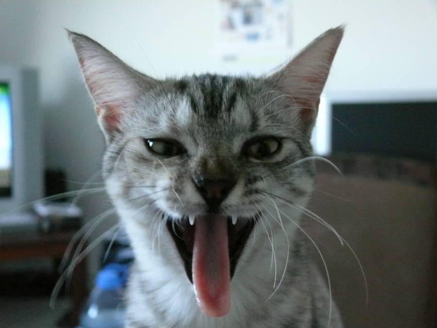 Cat Got Your Tongue