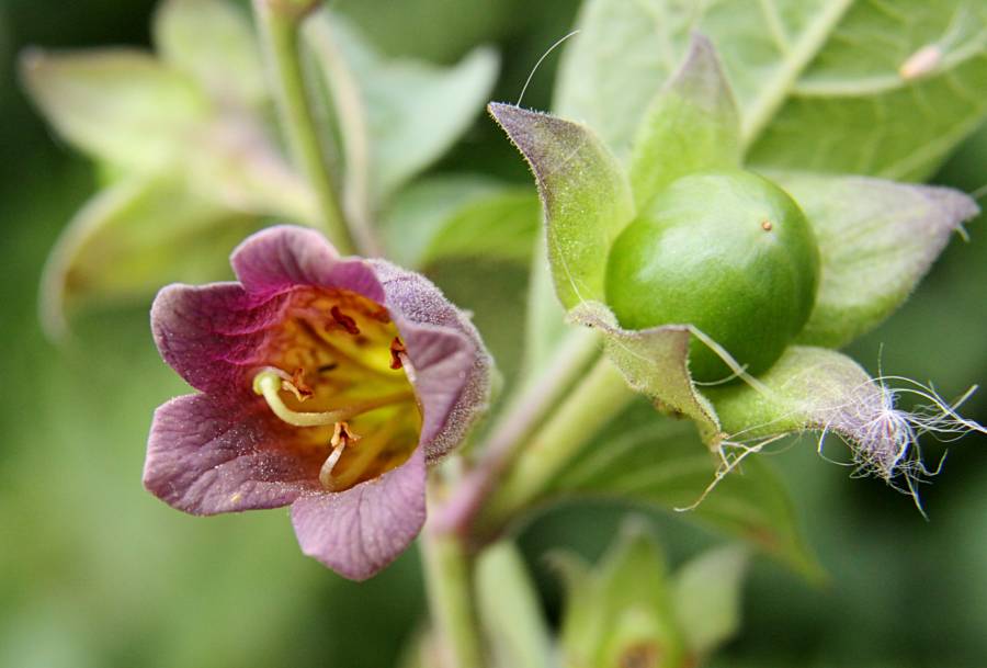 Beware The Deadly Nightshade The Beautiful Plant That Can Kill You