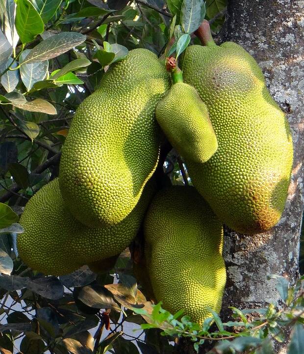 Spiked Fruit In Tree