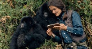 Fossey Reads To Gorillas