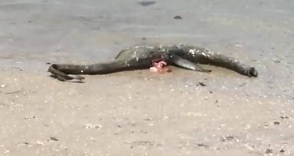 Sea Creature Washes Up In Georgia, Locals Think It's Their Loch Ness