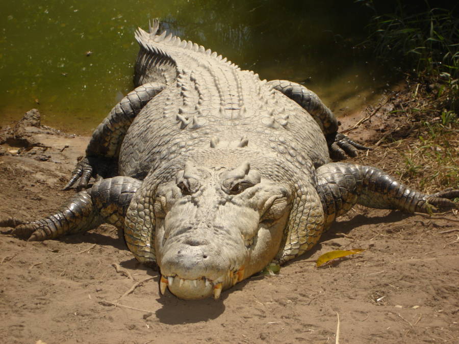 Saltwater Crocodile On Land