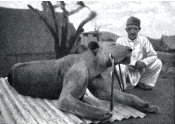 Second Tsavo Lion