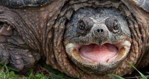 Robert Crosland Fed Snapping Turtle Live Puppy Is Acquitted Of Charges