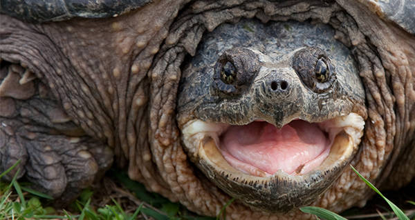 Snapping Turtle Open Mouth