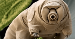 Tardigrade Face