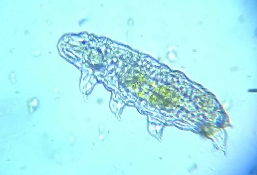 Meet The Tardigrade, The Universe's Most Resilient Animal