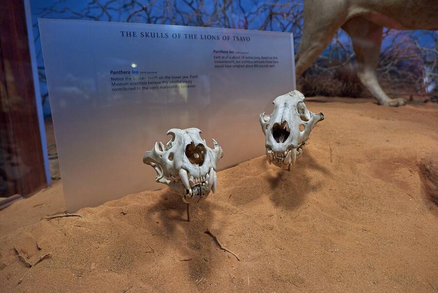 Tsavo Lion Skulls