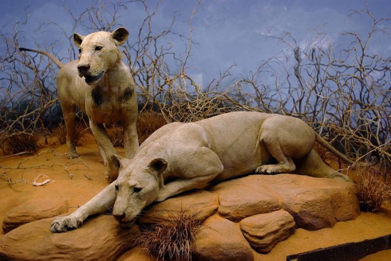 tsavo-man-eaters-inside-the-lions-1898-killing-spree