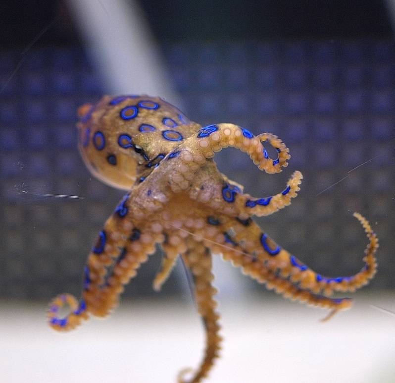 Blue Ring Octopus