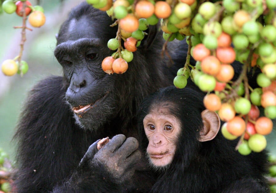 Chimpanzees In Uganda