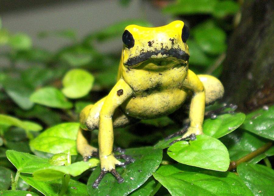 Golden Dart Frog