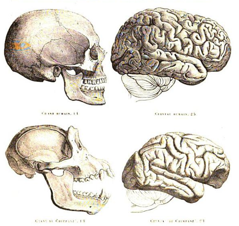 Human And Chimp Brains