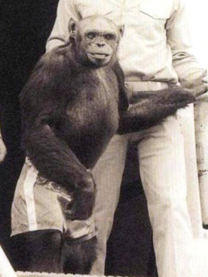 Humanzee
