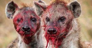 Hyena Og