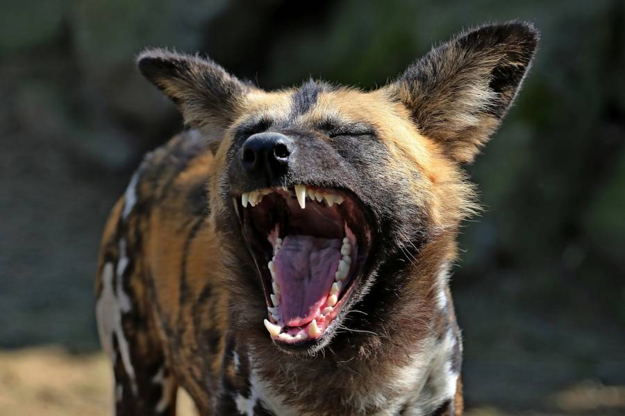 25 Of The World's Most Dangerous Animals And How They Would Kill You