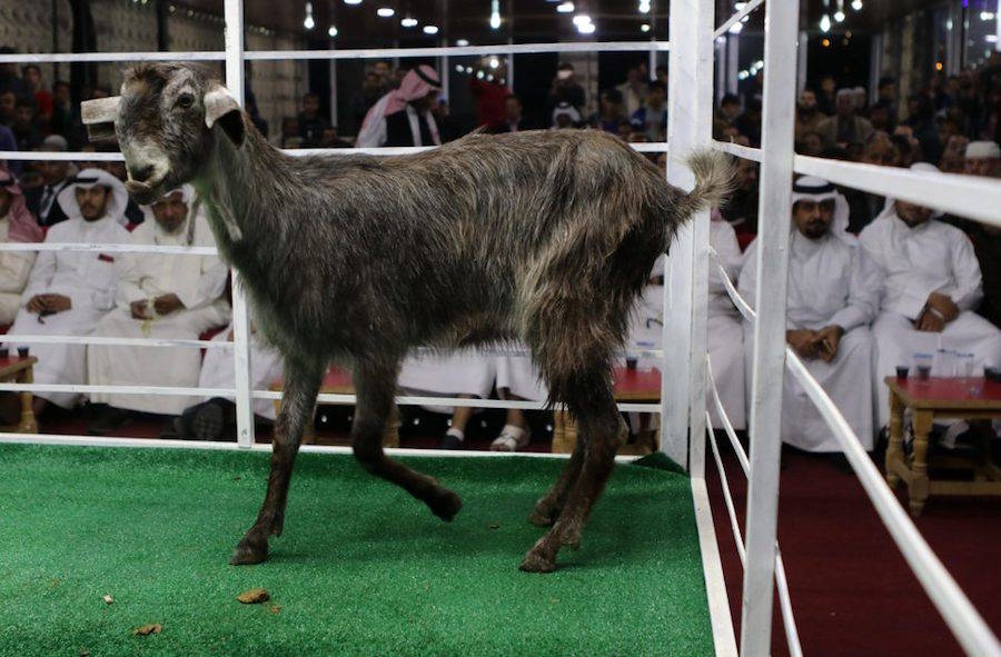 Jordan Goat Auction Crowd