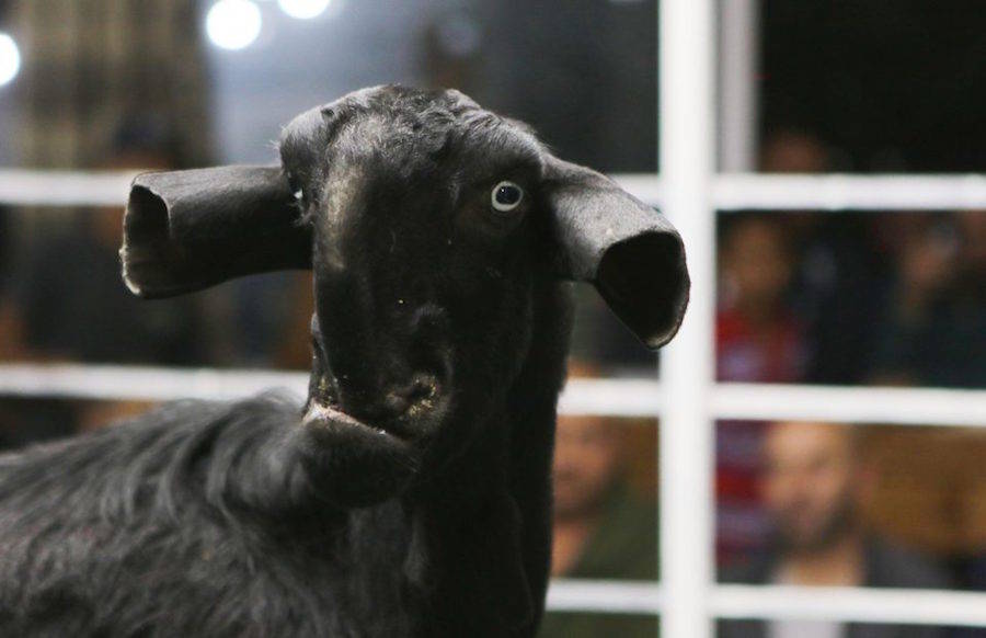 Rare Goat Auction