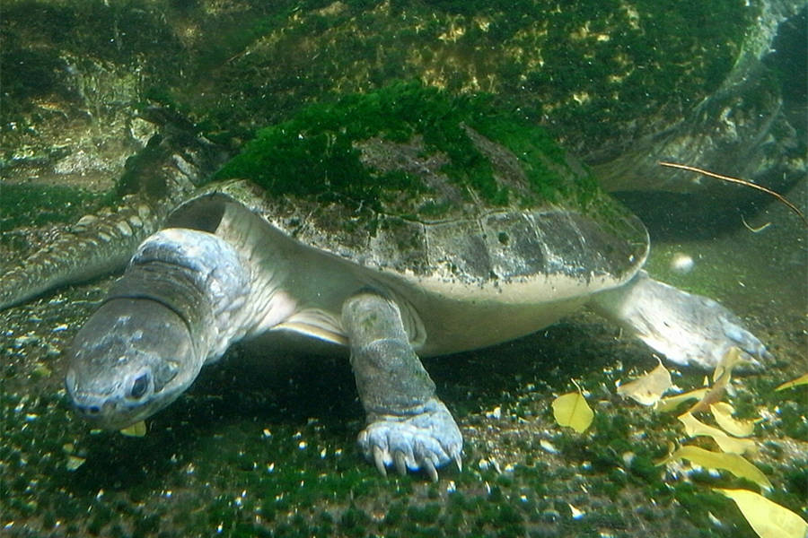 Malaysian Giant Turtle