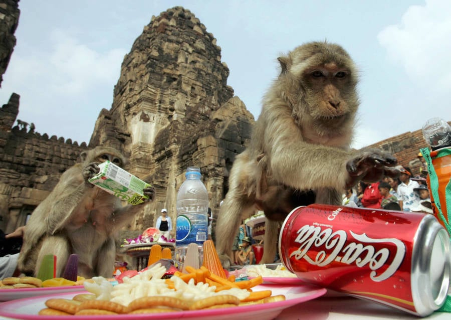 Bizarre Festivals Monkey Buffet Festival