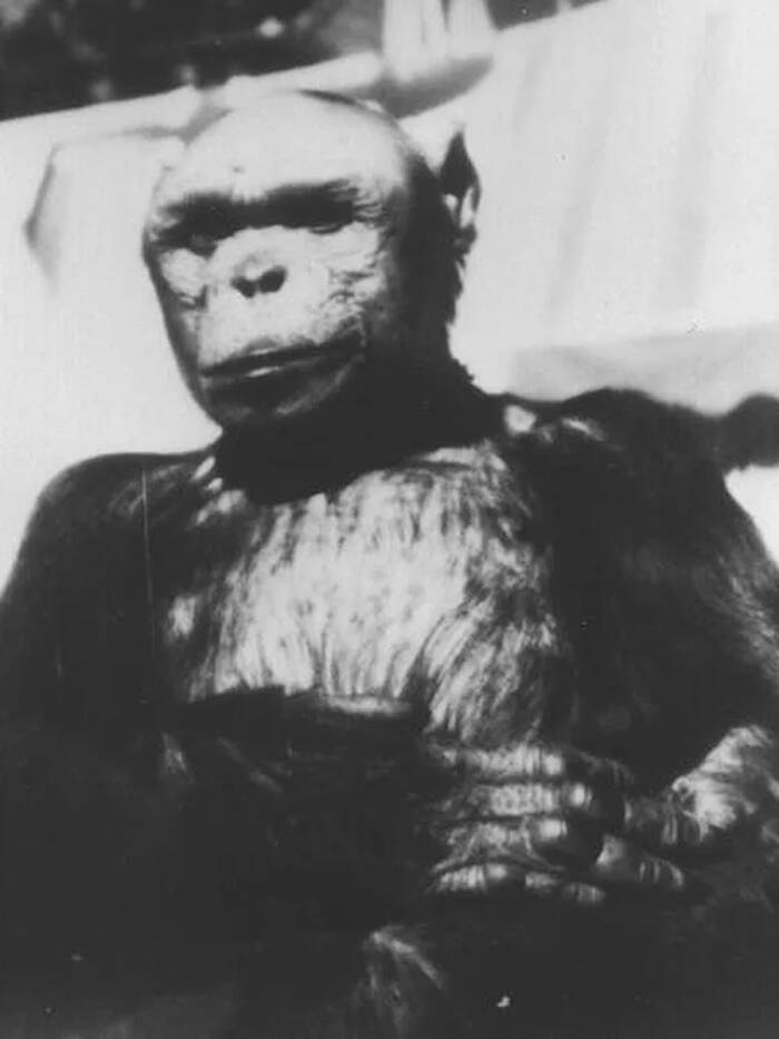 Oliver The Rumored Humanzee
