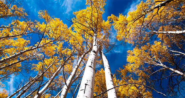 Pando, A Huge Grove Of Trees, Is The Largest Living Thing On Earth