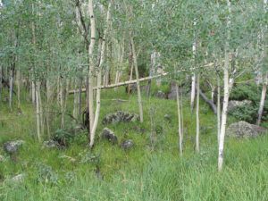 Pando, The Tree Colony That's The Heaviest Organism On Earth