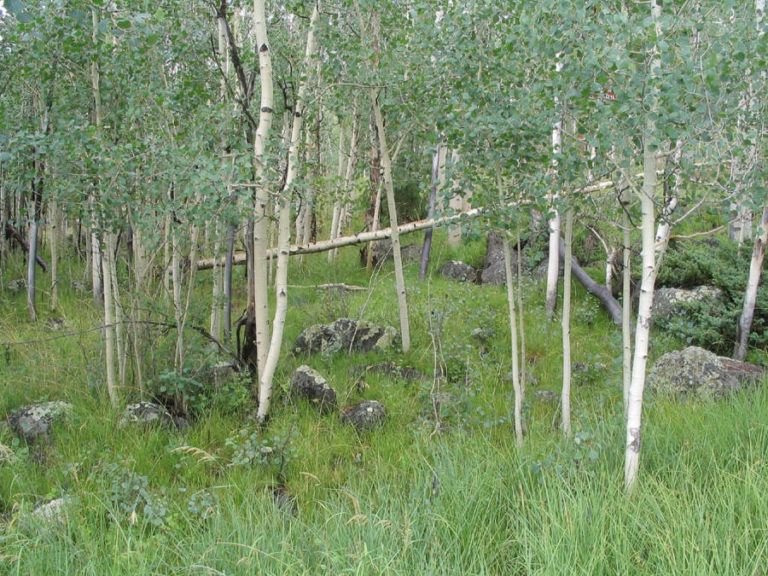 Pando, The Tree Colony That's The Heaviest Organism On Earth
