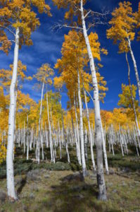 Pando, The Tree Colony That's The Heaviest Organism On Earth