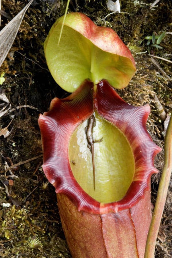 Encounter a menacing carnivorous plant known as the putrid