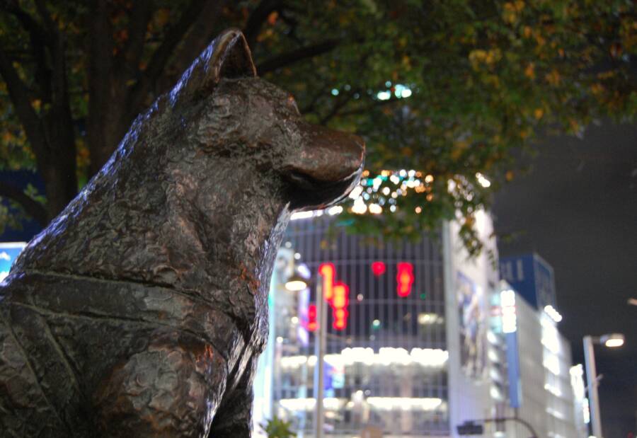 Portrait Of Hachiko