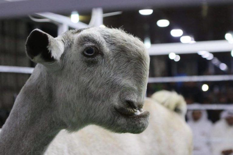 Bidders Flock To Auction In Jordan To Bid On Rare, 'Alien' Like, Goats