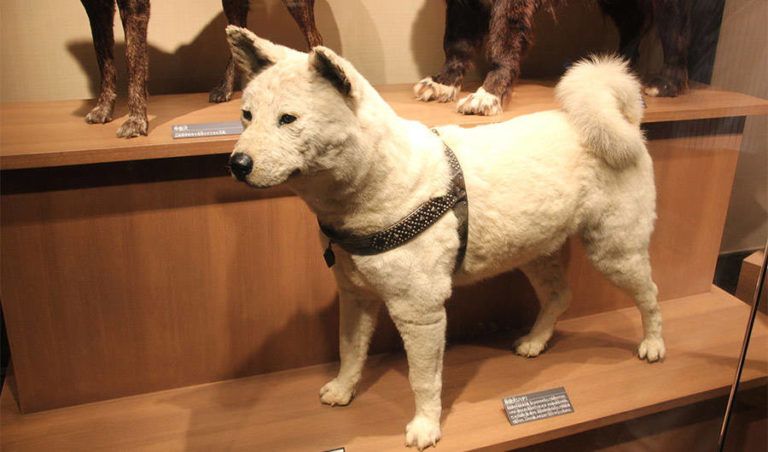 stuffed hachiko