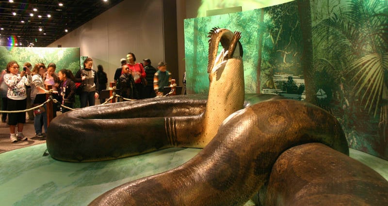 Titanoboa Was The 50-Foot Prehistoric Snake Of Nightmares